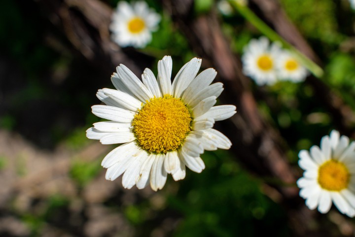 Chamomile