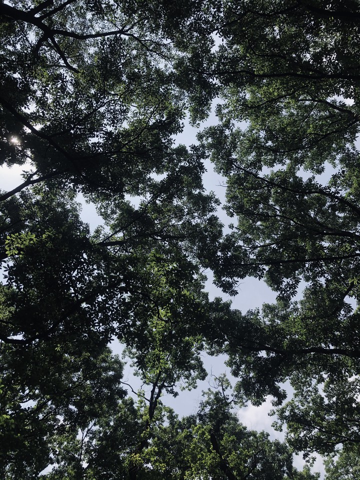 Trees