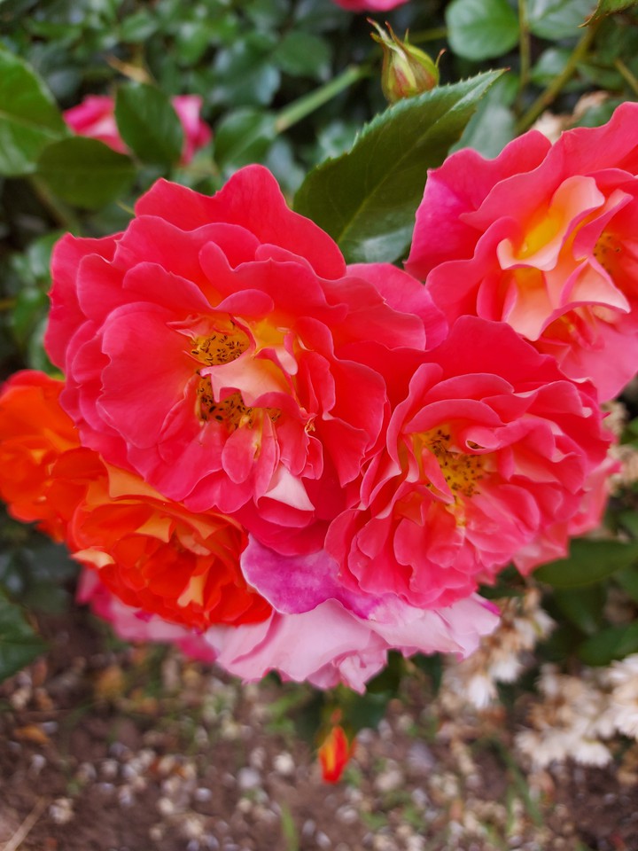 rose