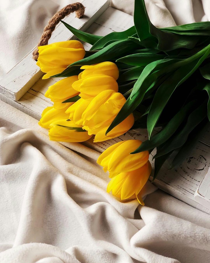 Yellow tulips ❤