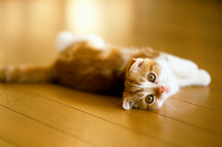 kedi