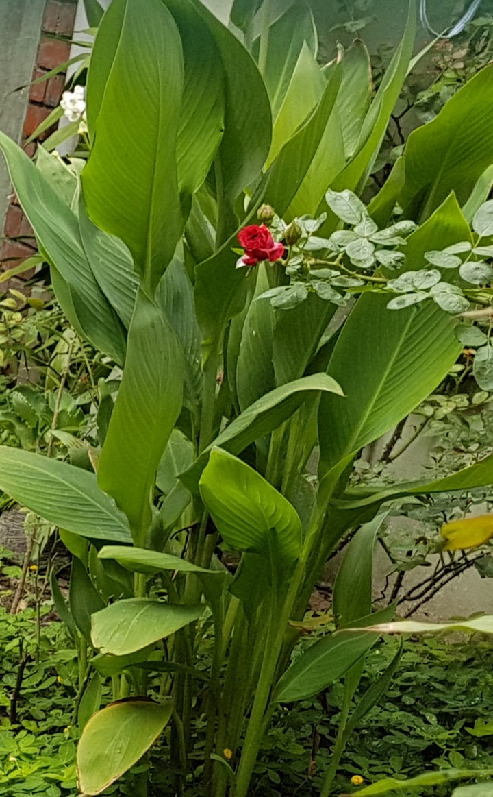 jardin verde