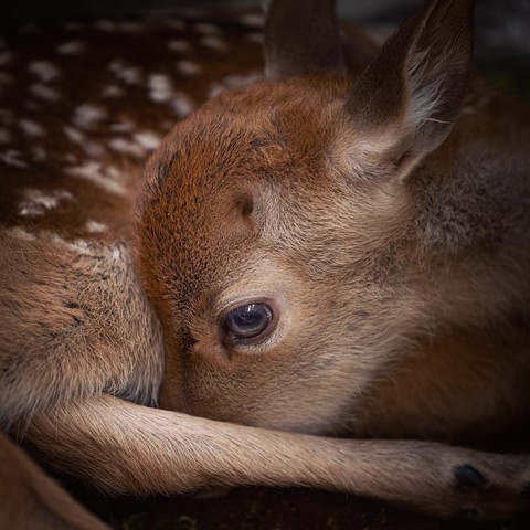 nature, gazelles duvar kağıtları
