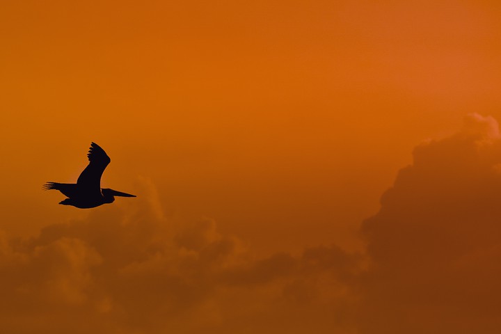 Pelican silhouette
