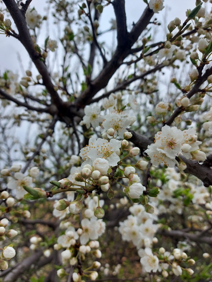 spring