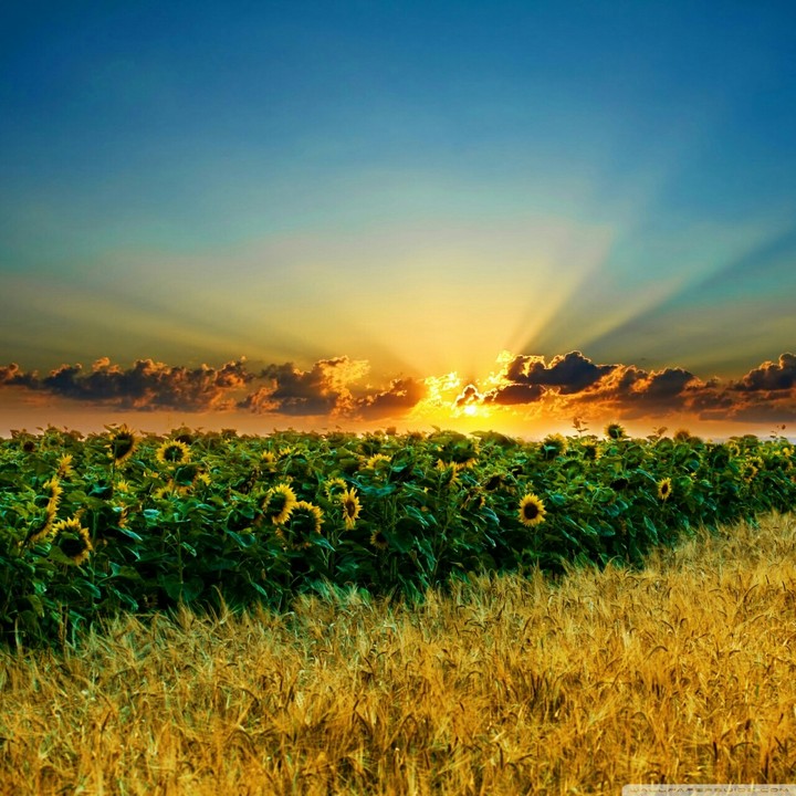Sunrise