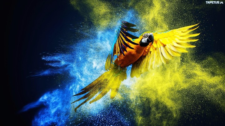 parrot