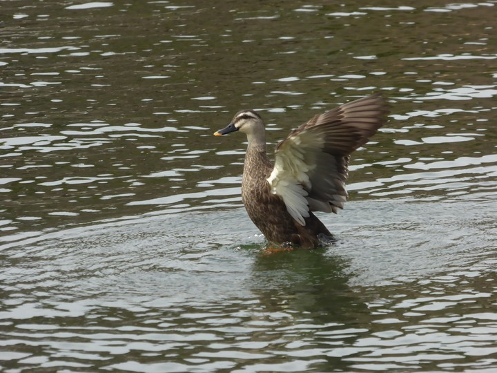 公園の池