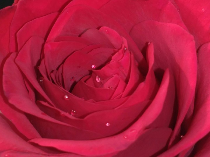 rose