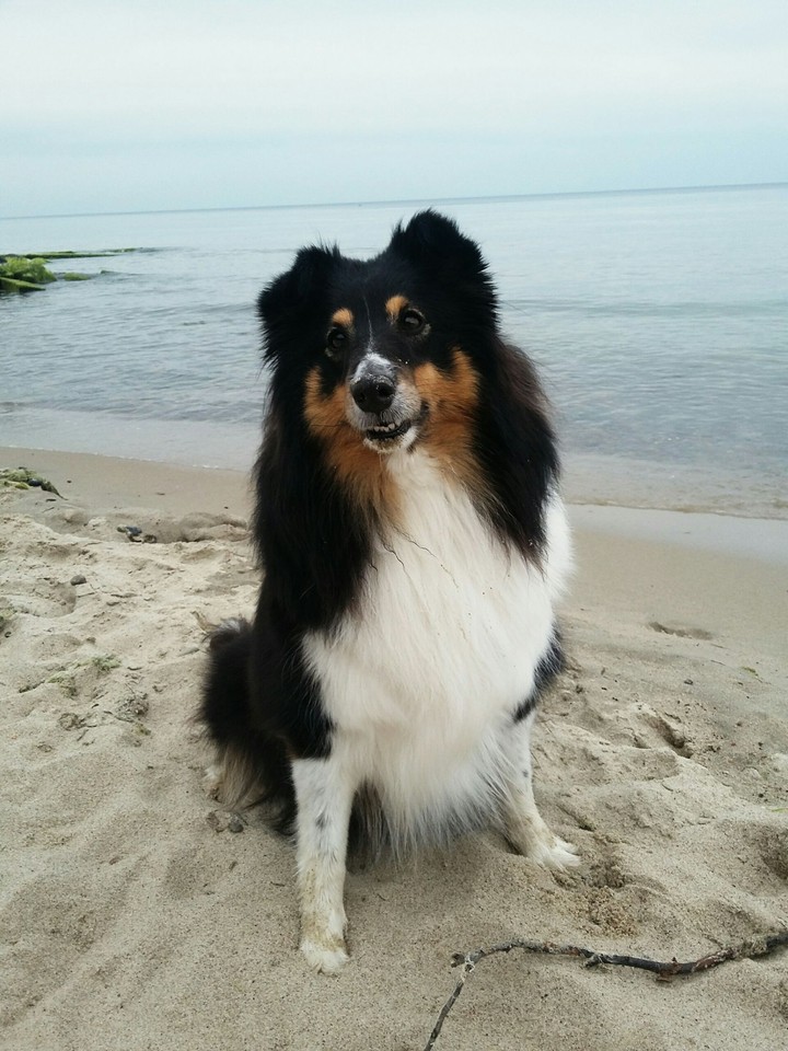 collie