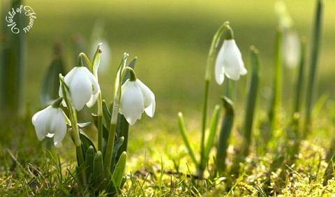 World of Fowers.