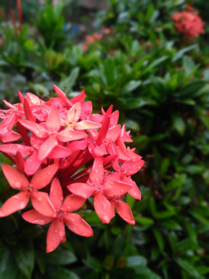 wet flower