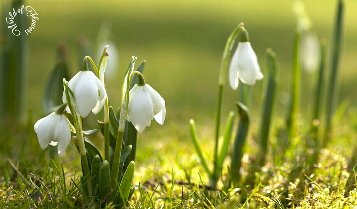 World of Fowers.