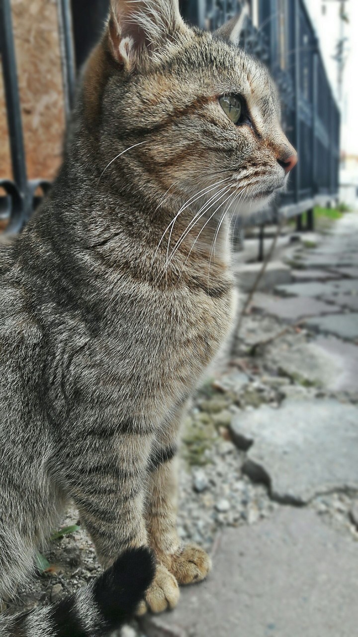 cat