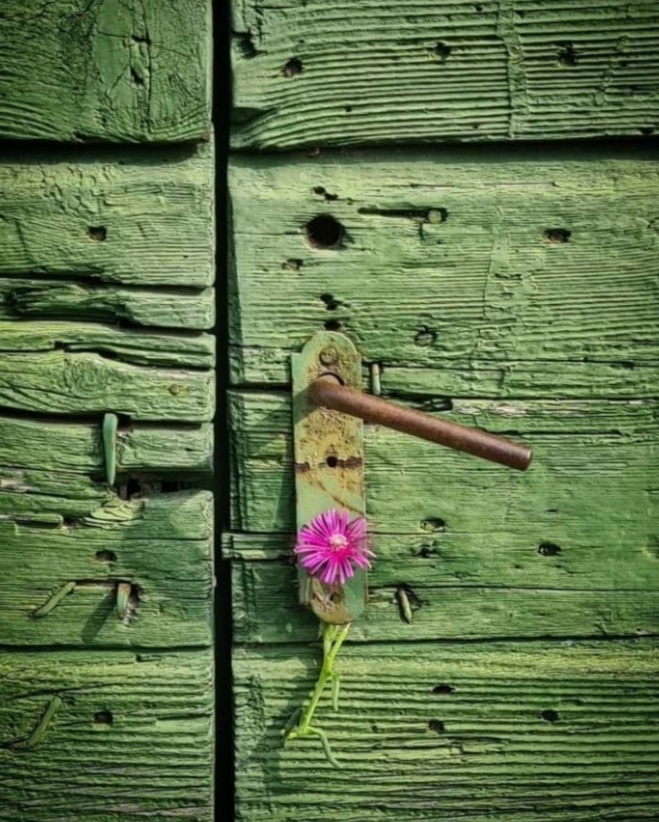 flower, wood Hintergrundbilder