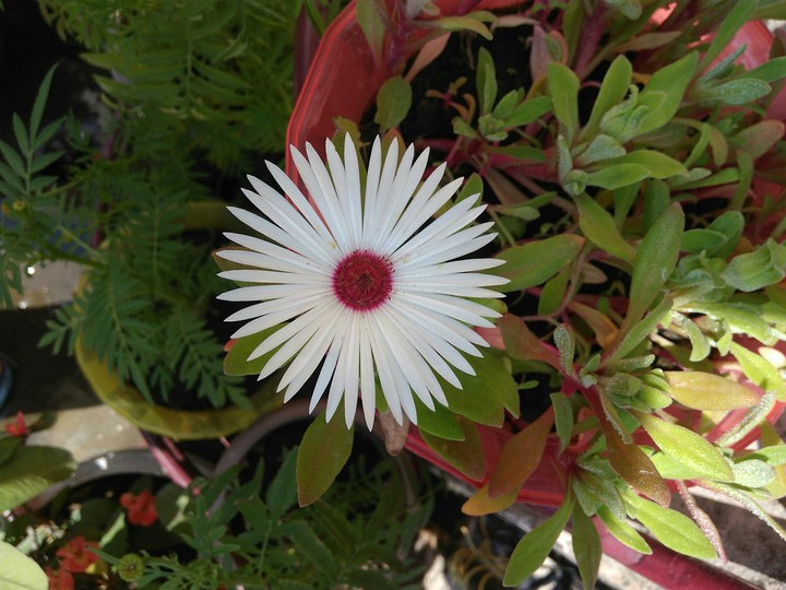 #__flower__on_the___mid