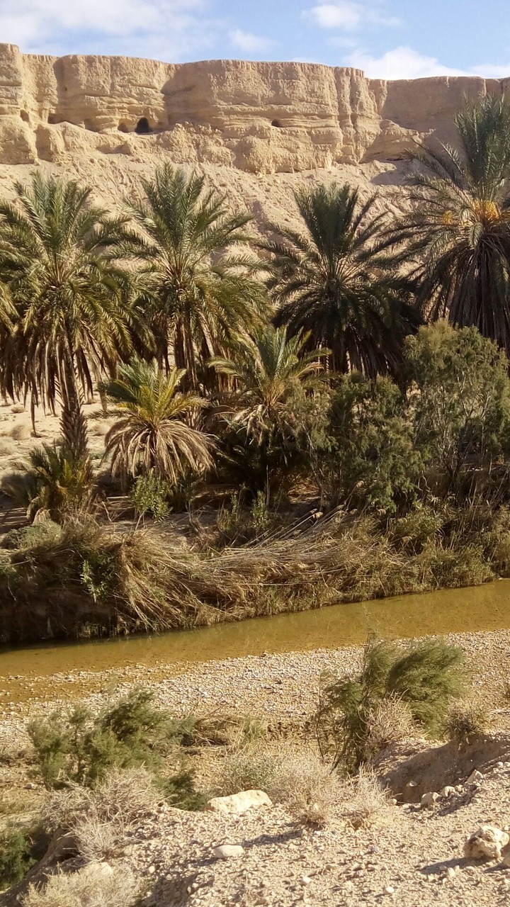 algérien