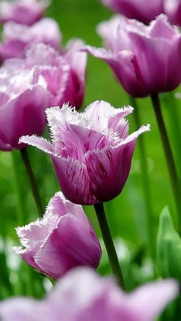 ⚘