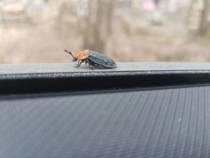 bug