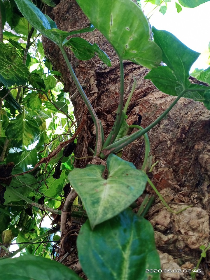 ivy