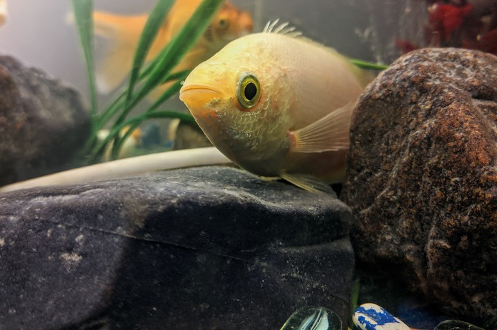 Kissing Fish