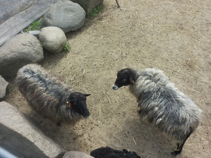 Good Sheeps
