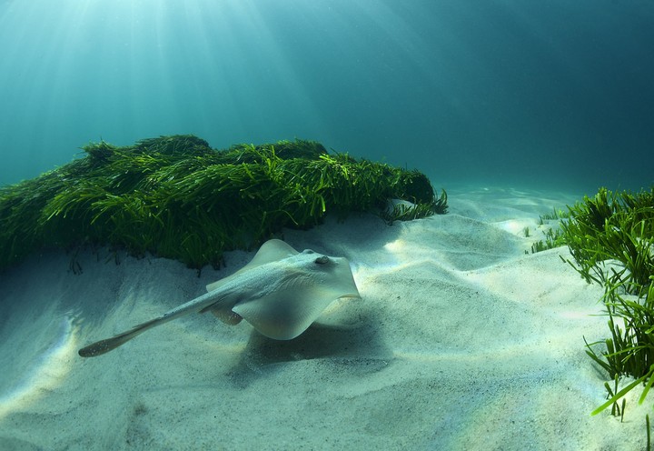 undersea