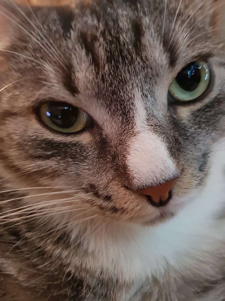 MyCat