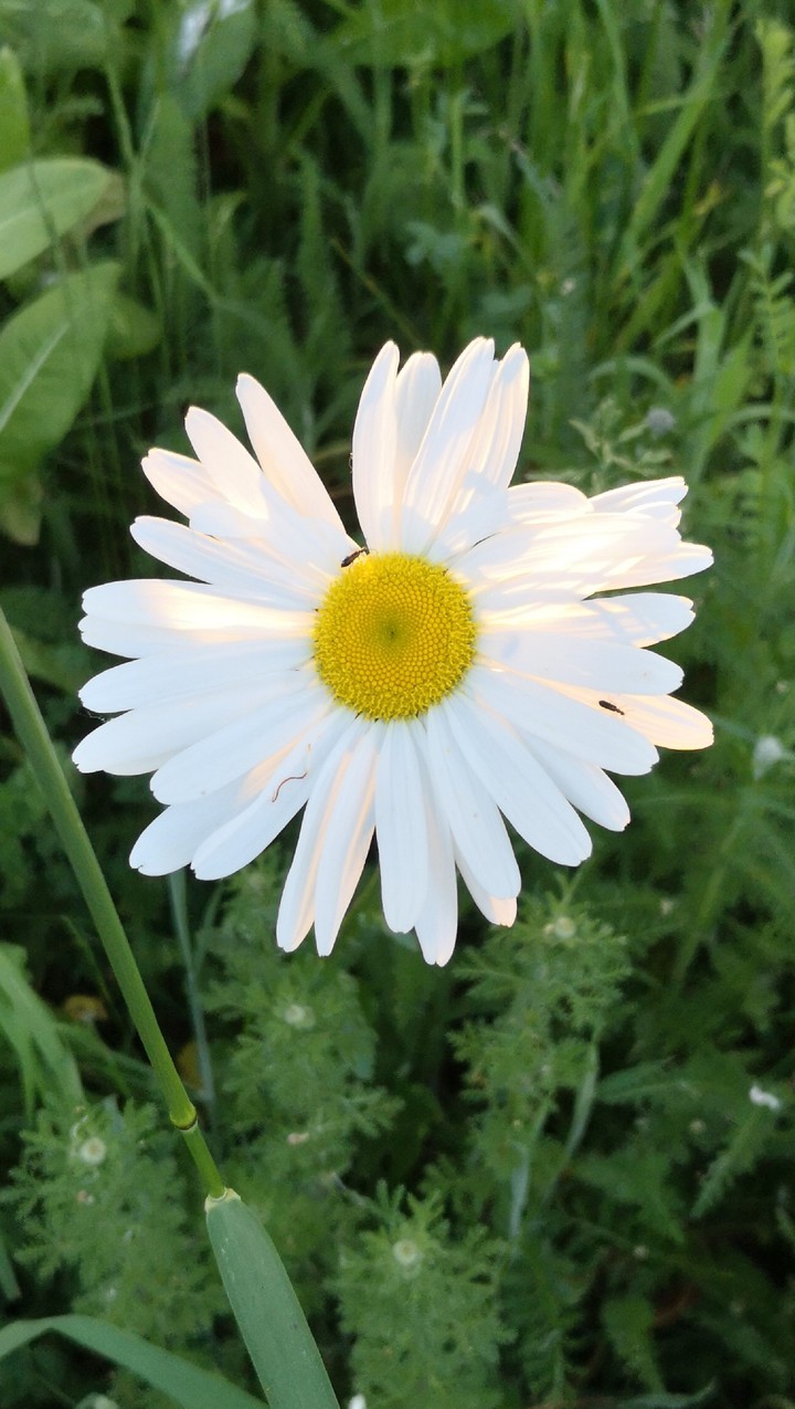 Margerite, Leucanthemum vulgare