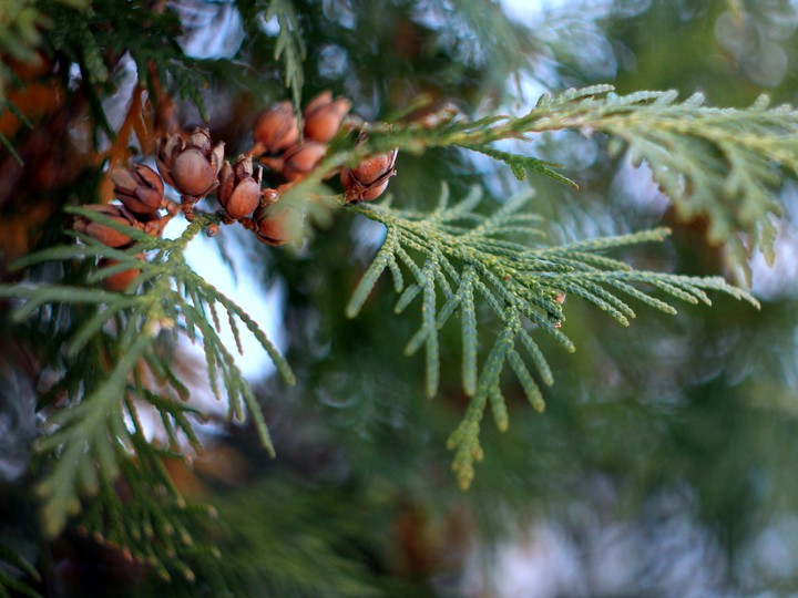 Thuja