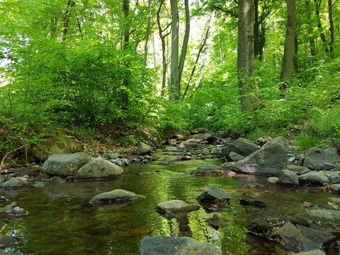 green landscape