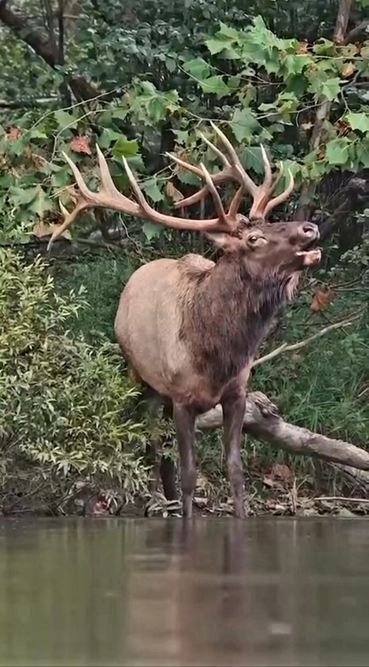 .