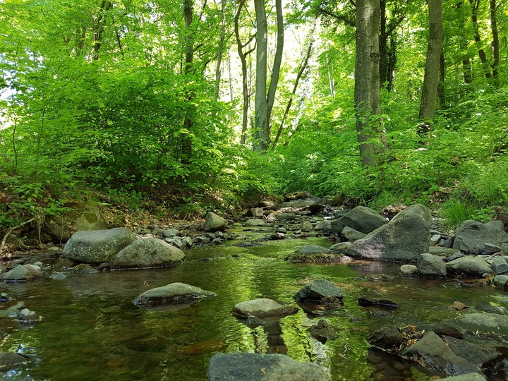 green landscape