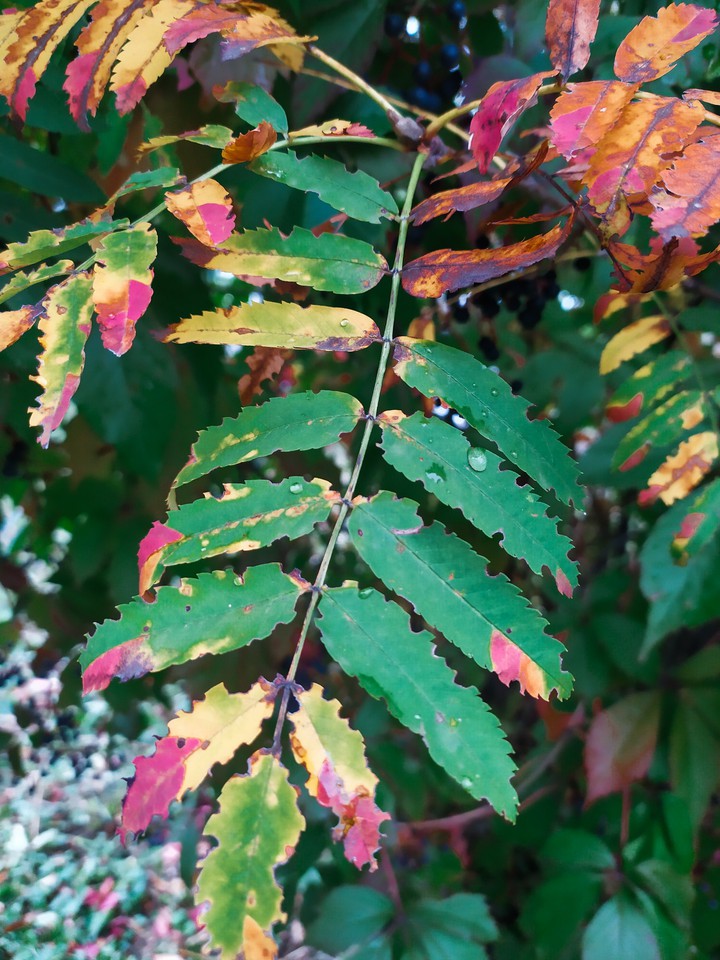 autumn