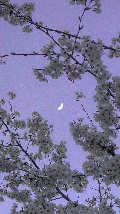 The Moon
