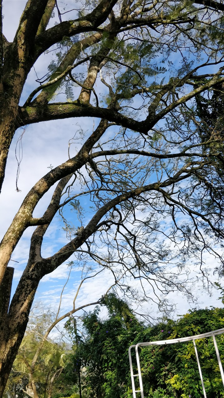 tree