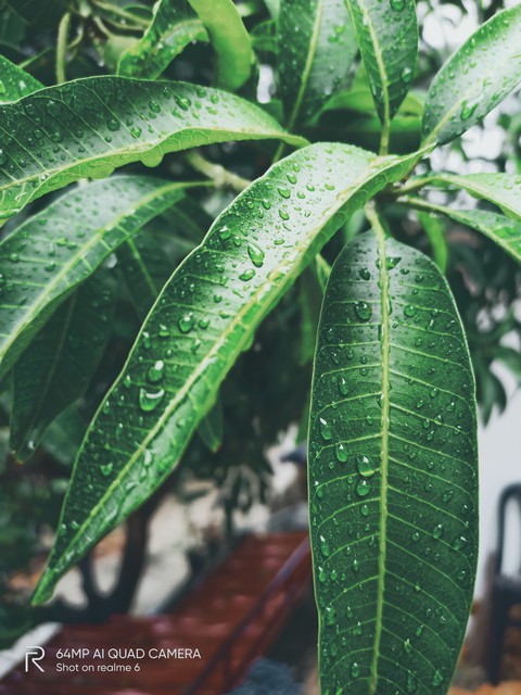Mango Leaves