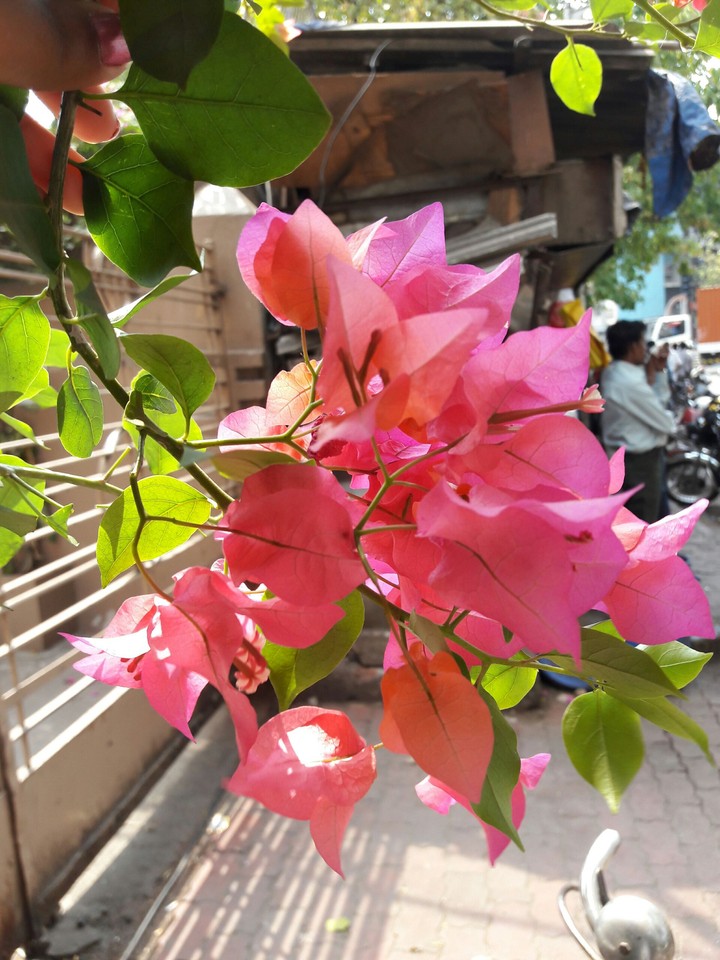 Bouganvillea.