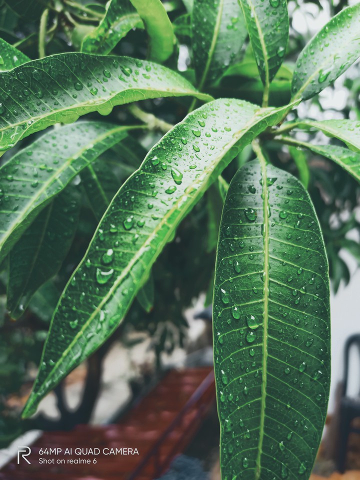 Mango Leaves