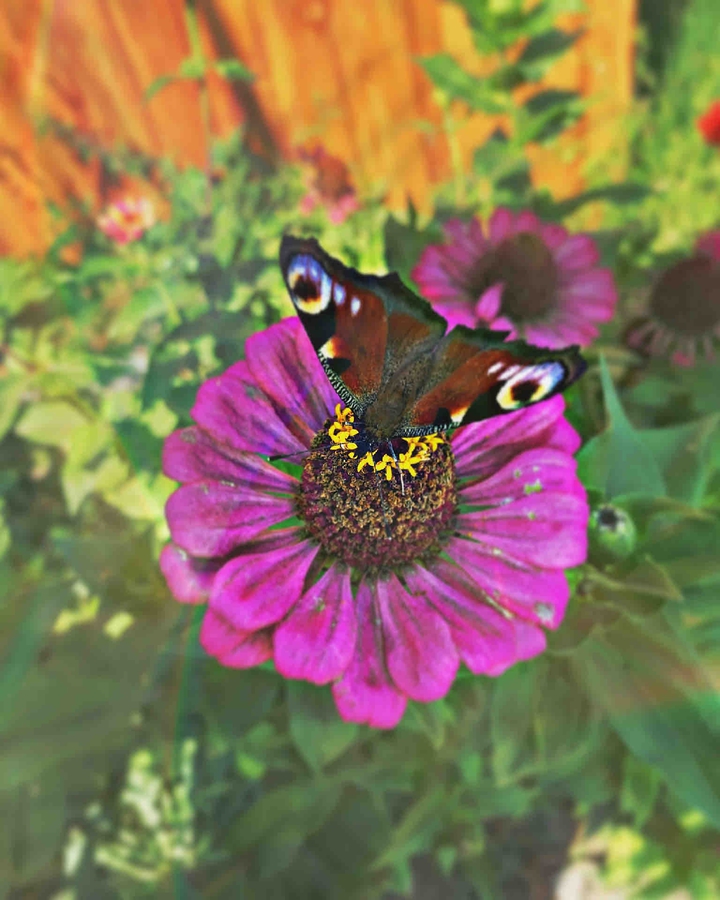 butterfly