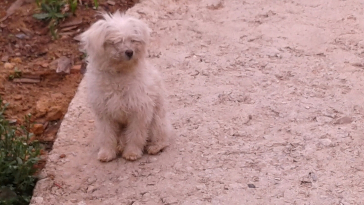 A lost pet..