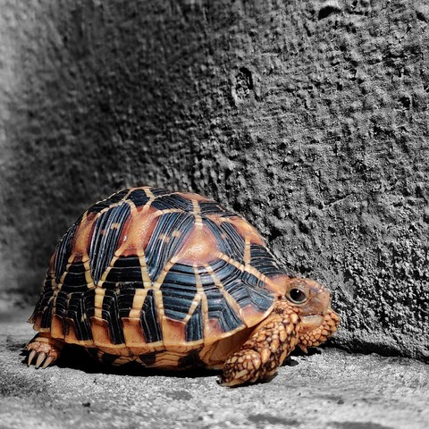 star tortoise