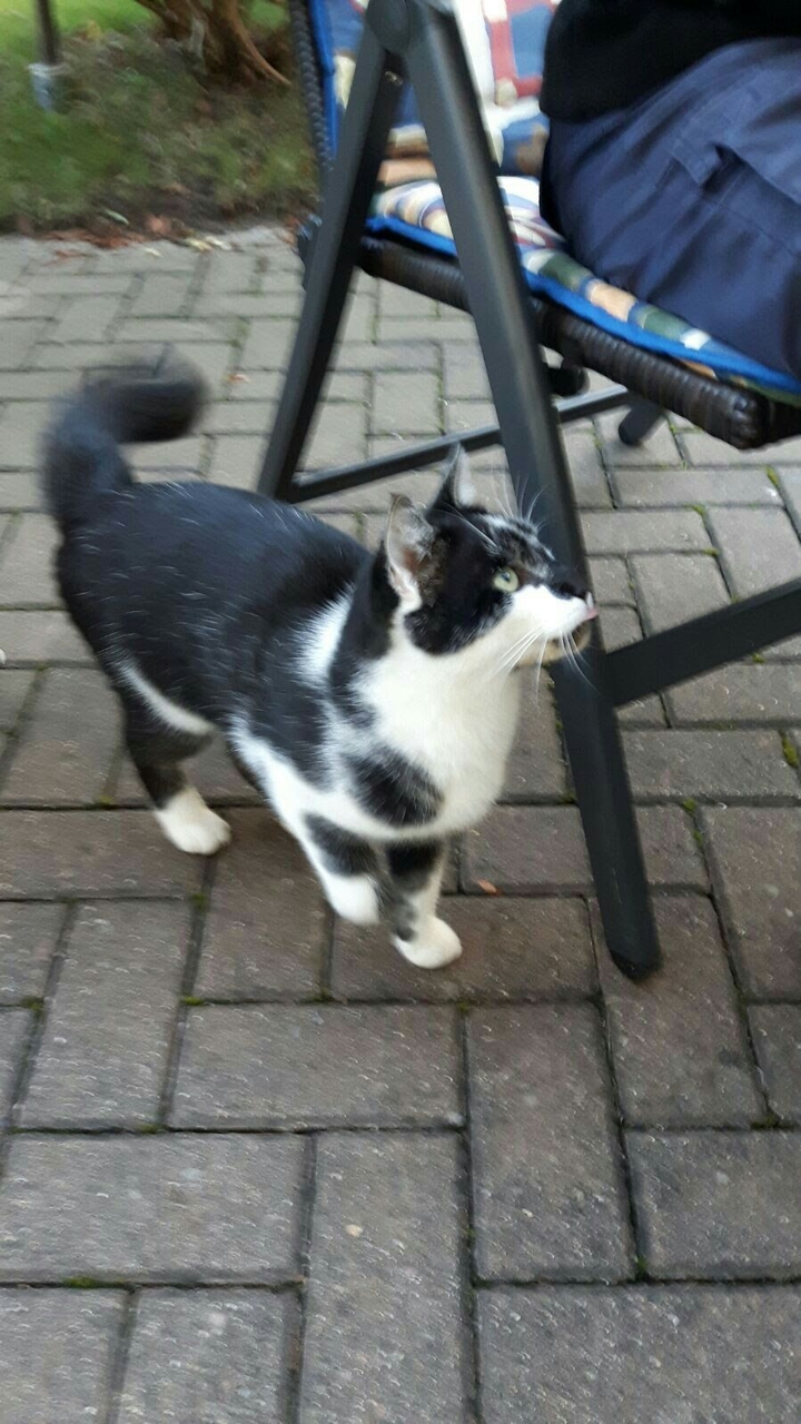 Cat waits for food