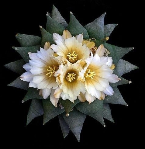 Cactus