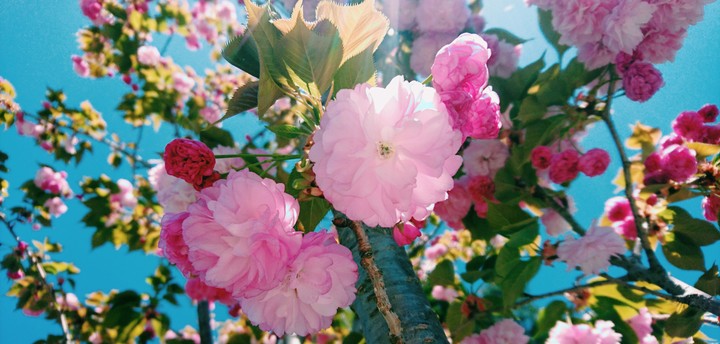 桜