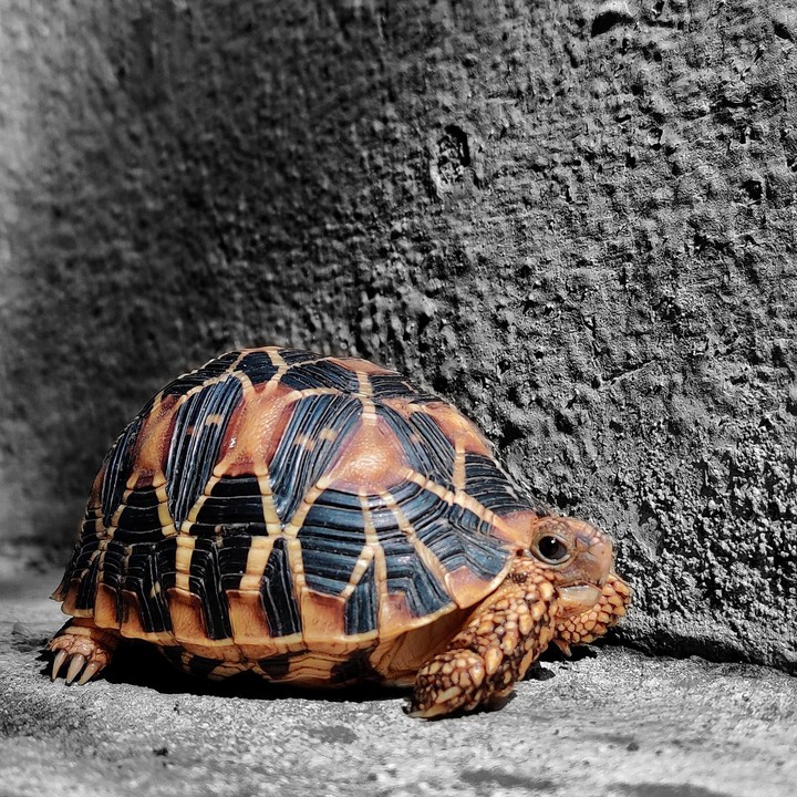 star tortoise