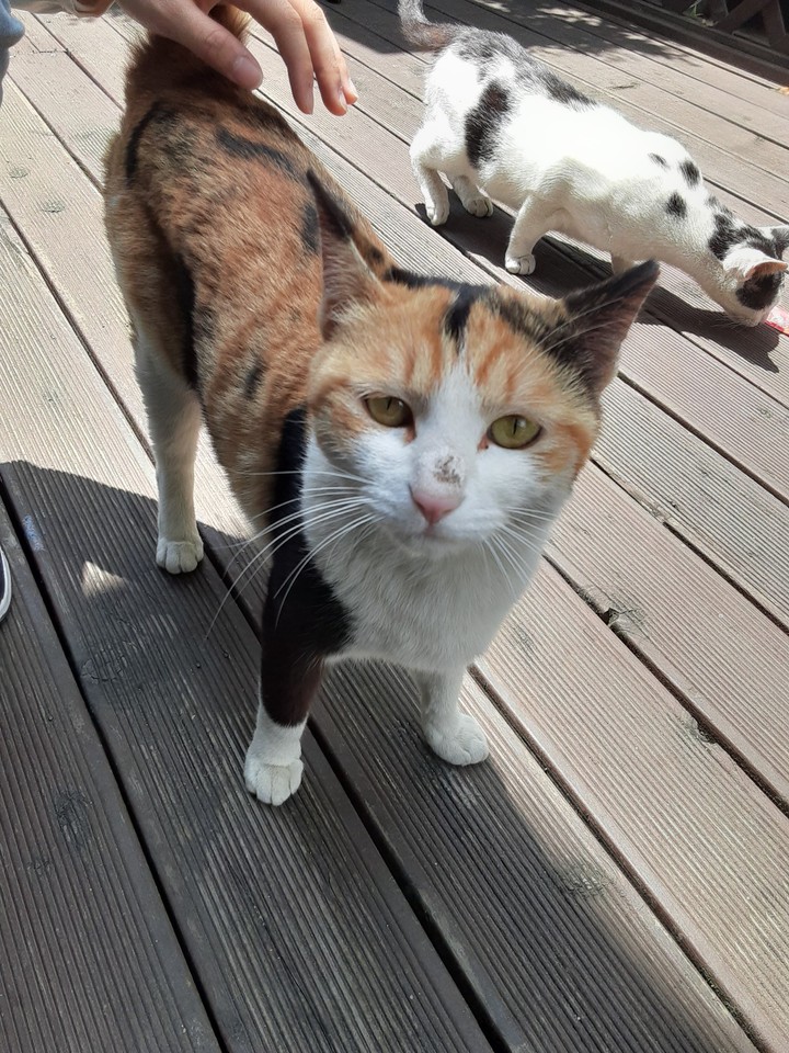 냥냥ㅍ니ㅣ