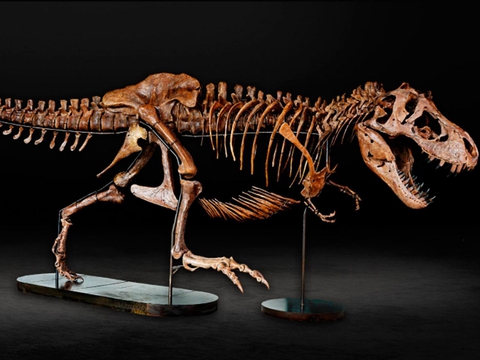 dinosaur, bone háttérképek