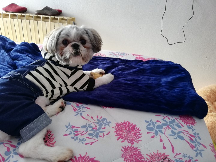 toby
