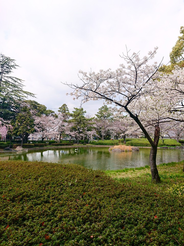 桜